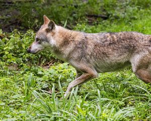 Preview wallpaper wolf, predator, movement, grass, wildlife