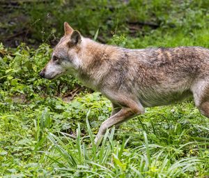 Preview wallpaper wolf, predator, movement, grass, wildlife