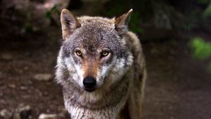 Preview wallpaper wolf, predator, muzzle, glance, dog