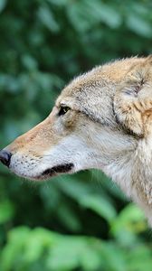 Preview wallpaper wolf, predator, muzzle, profile