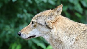 Preview wallpaper wolf, predator, muzzle, profile
