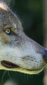 Preview wallpaper wolf, predator, muzzle, wild, look