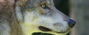 Preview wallpaper wolf, predator, muzzle, wild, look