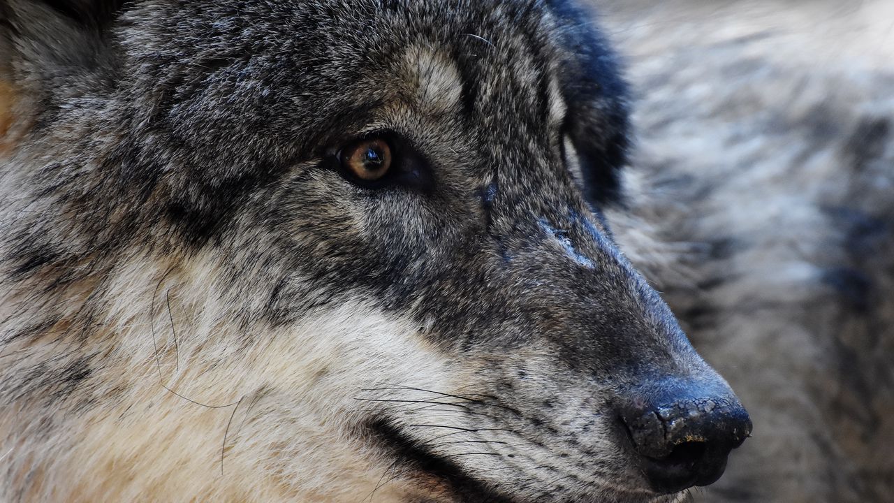 Wallpaper wolf, predator, muzzle, eyes