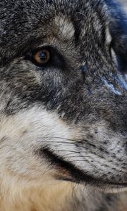 Preview wallpaper wolf, predator, muzzle, eyes