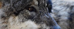 Preview wallpaper wolf, predator, muzzle, eyes