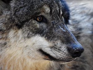 Preview wallpaper wolf, predator, muzzle, eyes