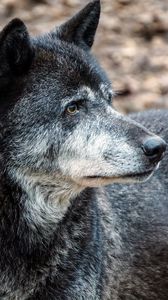 Preview wallpaper wolf, predator, muzzle, dog