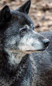 Preview wallpaper wolf, predator, muzzle, dog