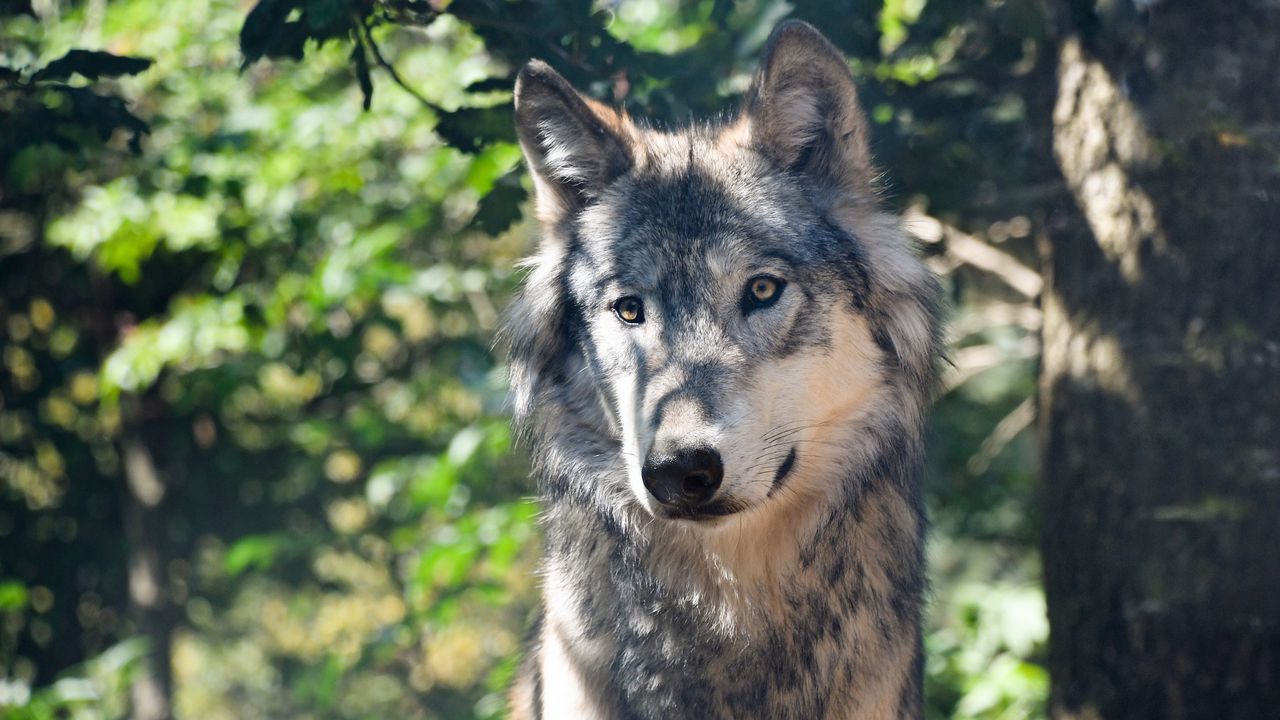 Wallpaper wolf, predator, muzzle