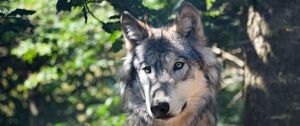 Preview wallpaper wolf, predator, muzzle
