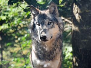 Preview wallpaper wolf, predator, muzzle