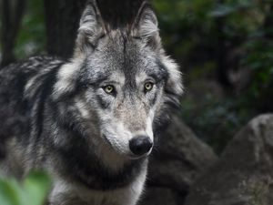 Preview wallpaper wolf, predator, muzzle, look