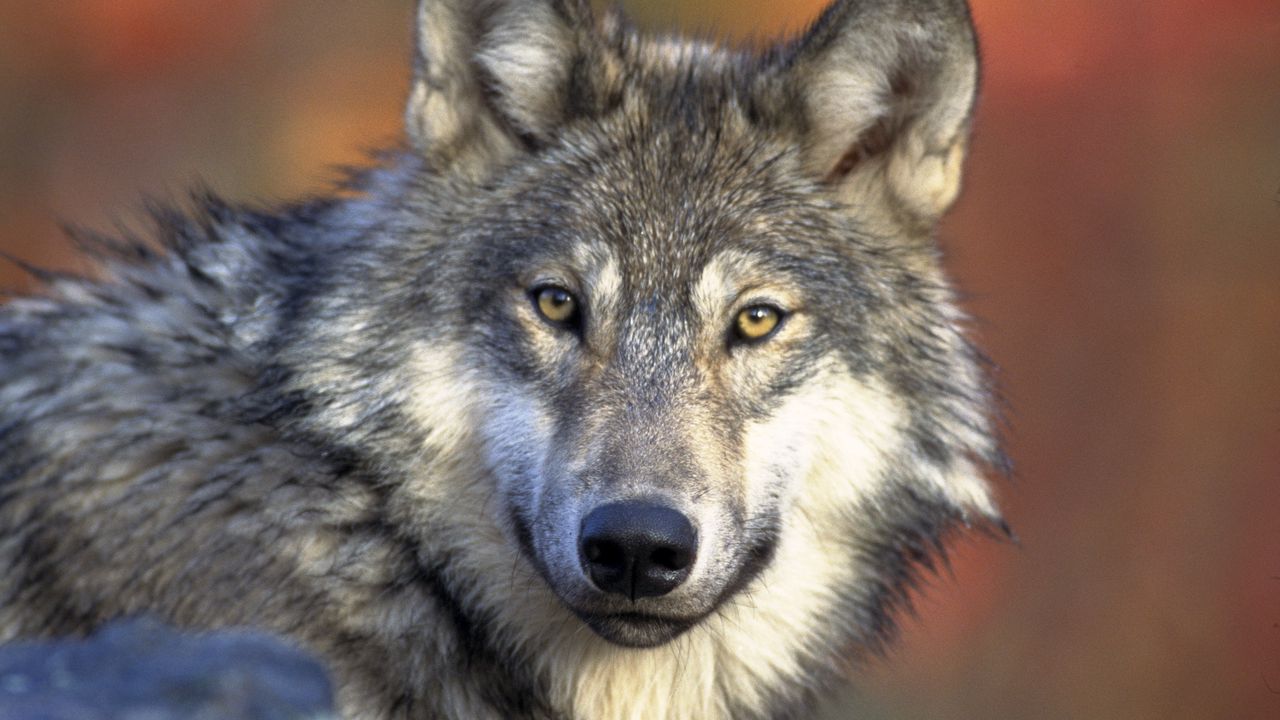 Wallpaper wolf, predator, muzzle, look, dog