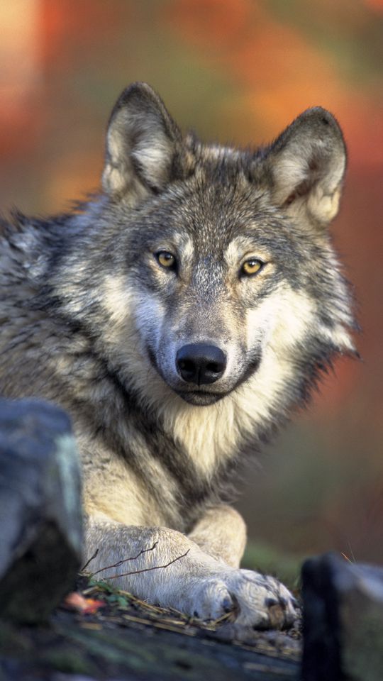 540x960 Wallpaper wolf, predator, muzzle, look, dog