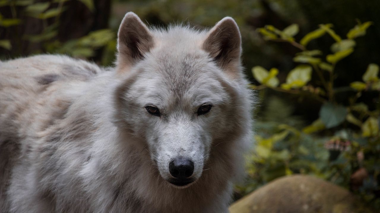 Wallpaper wolf, predator, muzzle, white, animal