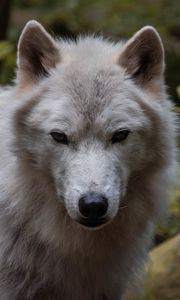 Preview wallpaper wolf, predator, muzzle, white, animal