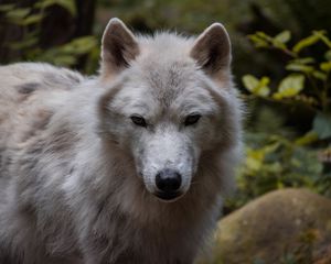 Preview wallpaper wolf, predator, muzzle, white, animal