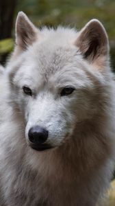 Preview wallpaper wolf, predator, muzzle, animal, white