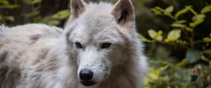Preview wallpaper wolf, predator, muzzle, animal, white