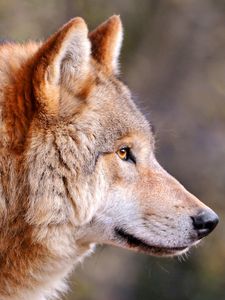 Preview wallpaper wolf, predator, muzzle, profile, view