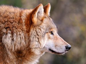Preview wallpaper wolf, predator, muzzle, profile, view