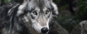 Preview wallpaper wolf, predator, muzzle, look