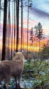 Preview wallpaper wolf, predator, nature, forest, trees, branches, white, sky, landscape