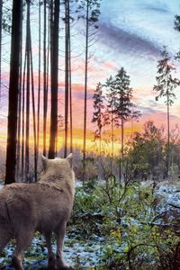Preview wallpaper wolf, predator, nature, forest, trees, branches, white, sky, landscape
