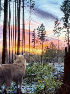 Preview wallpaper wolf, predator, nature, forest, trees, branches, white, sky, landscape