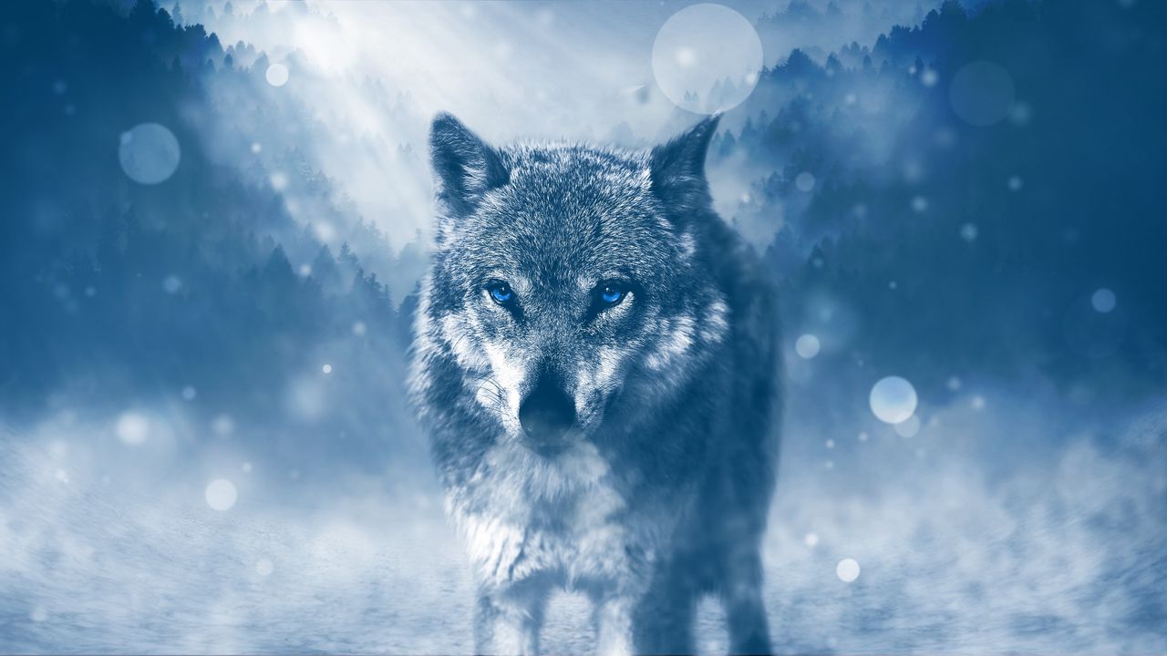 Wallpaper wolf, predator, photoshop, glance, glare