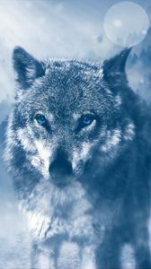 Preview wallpaper wolf, predator, photoshop, glance, glare