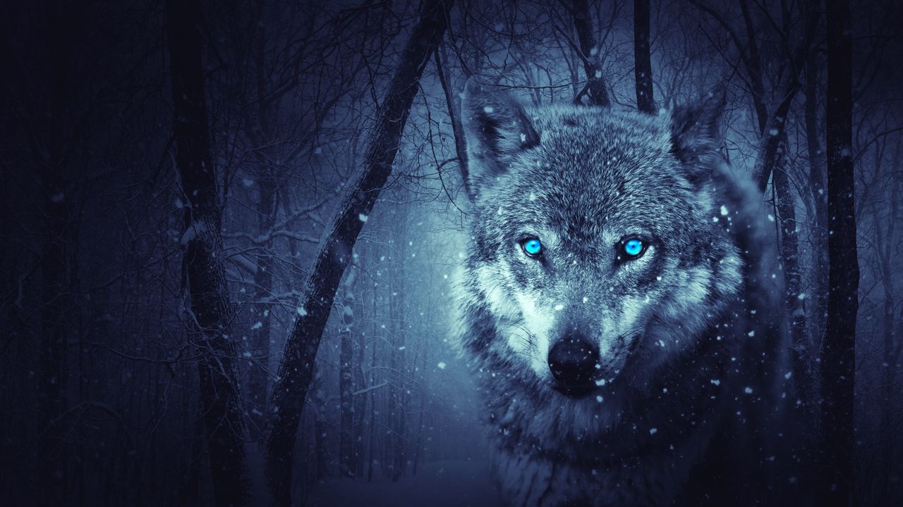 Wallpaper wolf, predator, photoshop, art