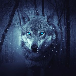 Wolf ipad, ipad 2, ipad mini for parallax wallpapers hd, desktop backgrounds  1280x1280, images and pictures