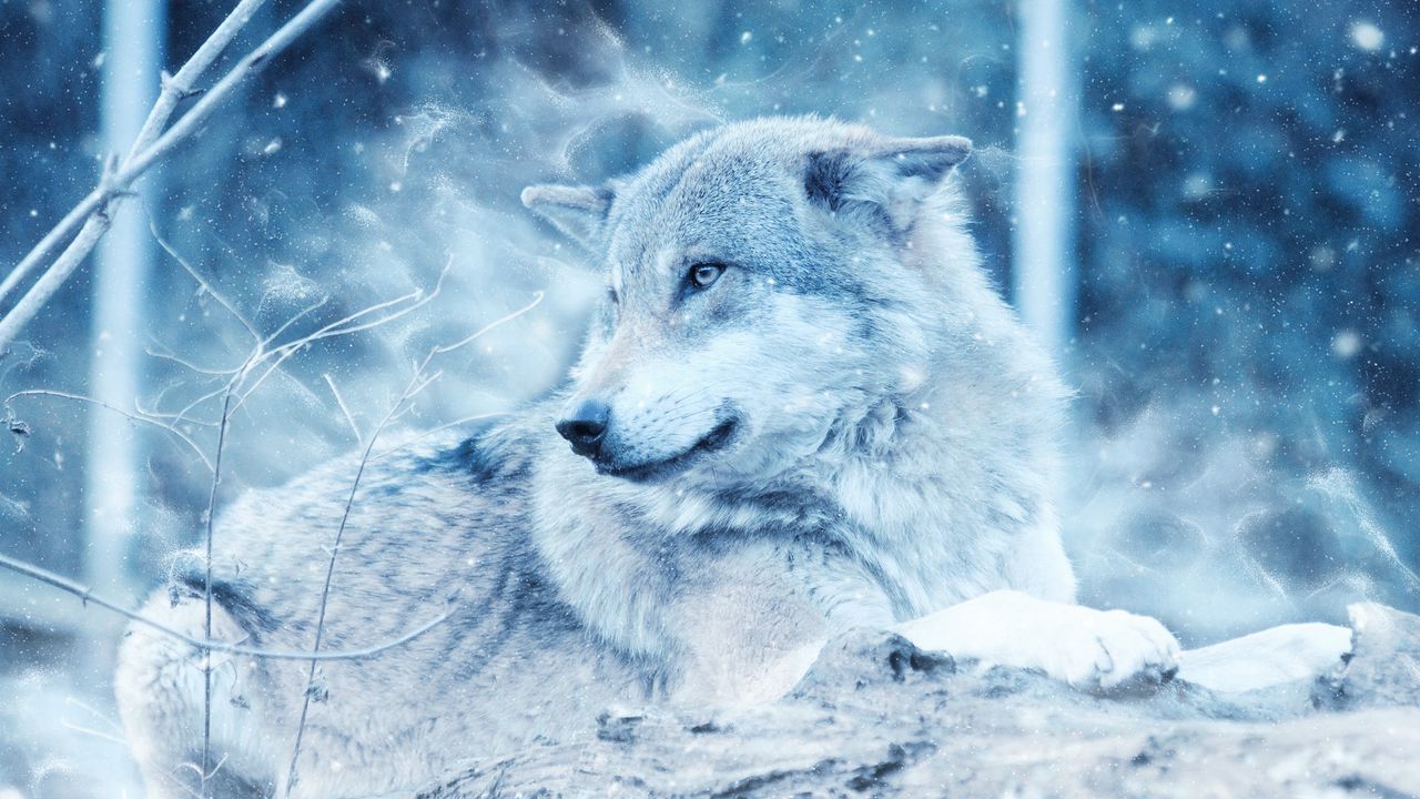 Wallpaper wolf, predator, photoshop, look