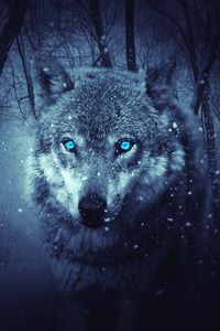 Preview wallpaper wolf, predator, photoshop, art