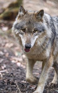 Preview wallpaper wolf, predator, protruding tongue, muzzle