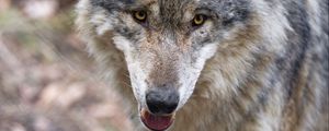 Preview wallpaper wolf, predator, protruding tongue, muzzle