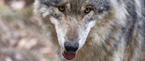 Preview wallpaper wolf, predator, protruding tongue, muzzle