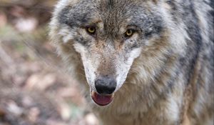Preview wallpaper wolf, predator, protruding tongue, muzzle