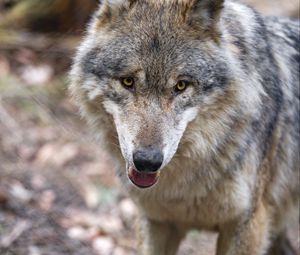 Preview wallpaper wolf, predator, protruding tongue, muzzle