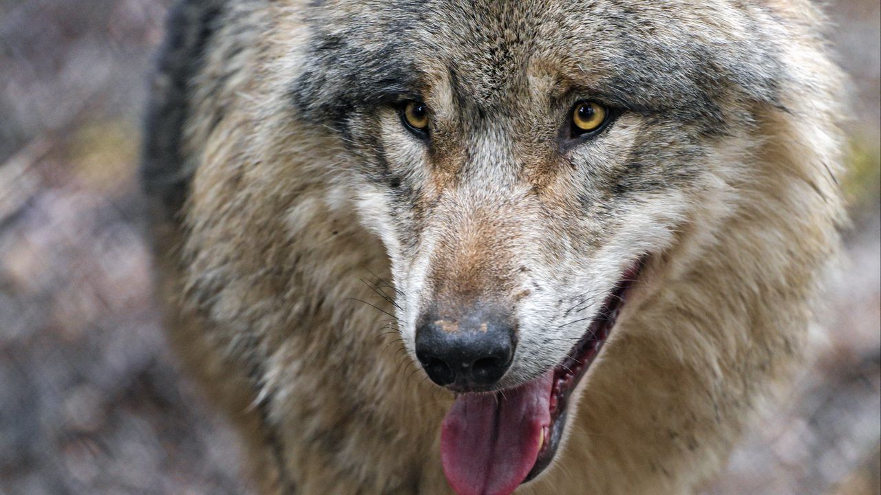 Wallpaper wolf, predator, protruding tongue, glance