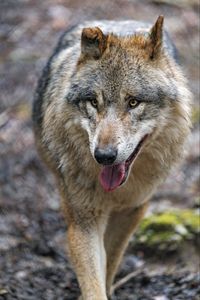 Preview wallpaper wolf, predator, protruding tongue, glance