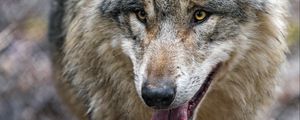 Preview wallpaper wolf, predator, protruding tongue, glance