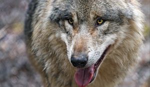 Preview wallpaper wolf, predator, protruding tongue, glance