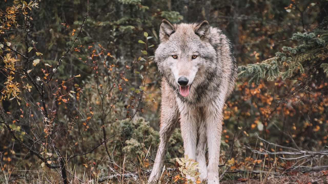 Wallpaper wolf, predator, protruding tongue, wildlife