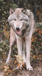 Preview wallpaper wolf, predator, protruding tongue, wildlife