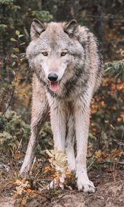 Preview wallpaper wolf, predator, protruding tongue, wildlife