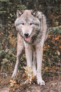 Preview wallpaper wolf, predator, protruding tongue, wildlife