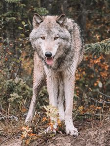 Preview wallpaper wolf, predator, protruding tongue, wildlife